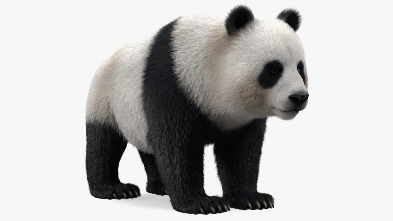 3D model Giant Panda Fur