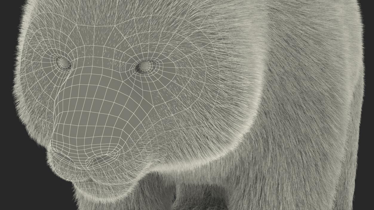 3D model Giant Panda Fur