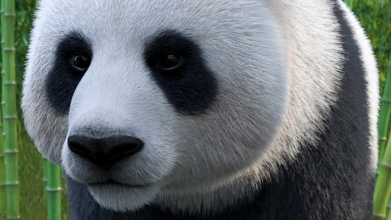 3D model Giant Panda Fur