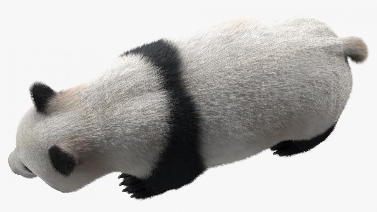 3D model Giant Panda Fur