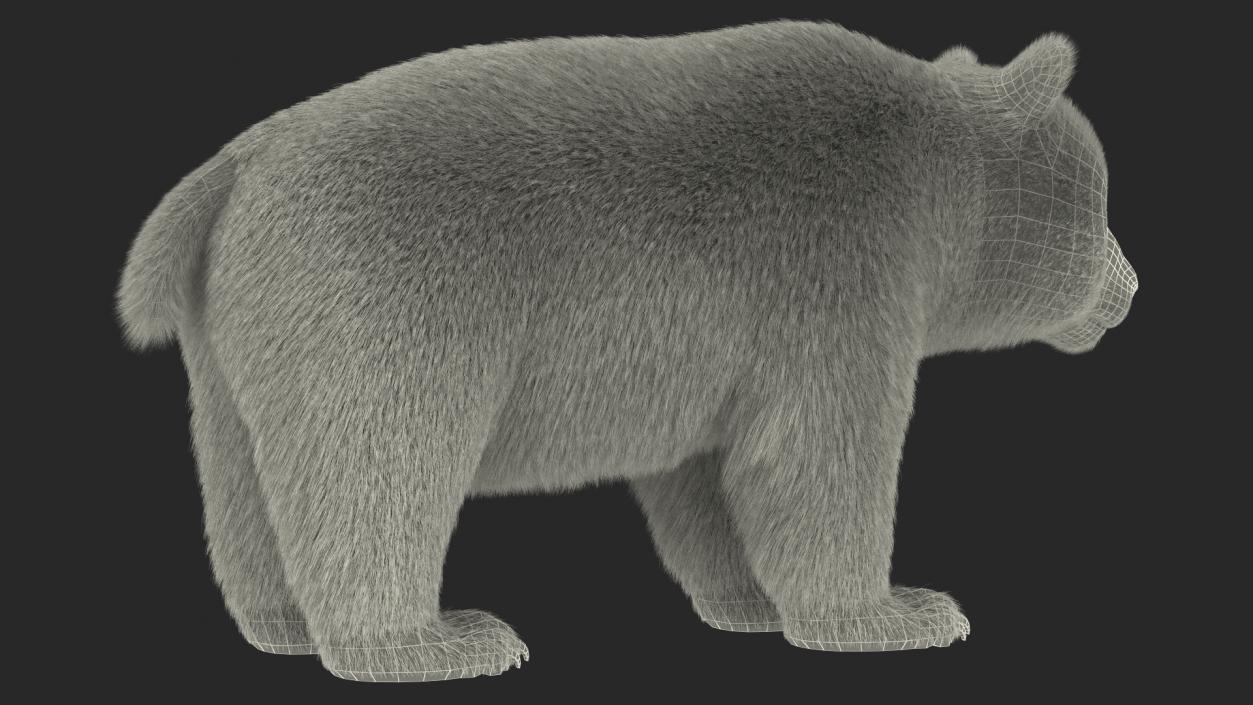 3D model Giant Panda Fur