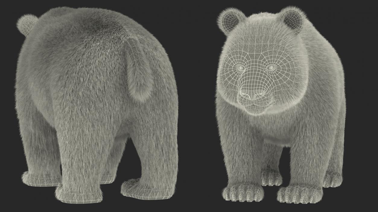 3D model Giant Panda Fur