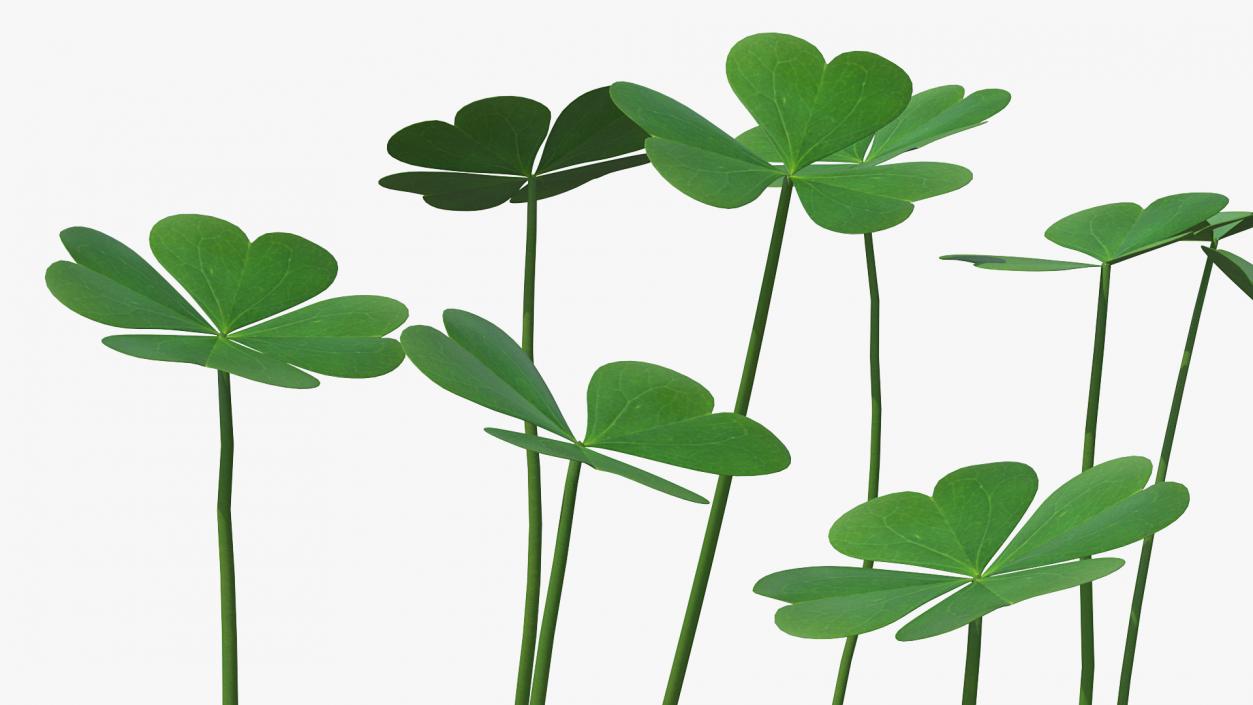 3D Green Clover Field model