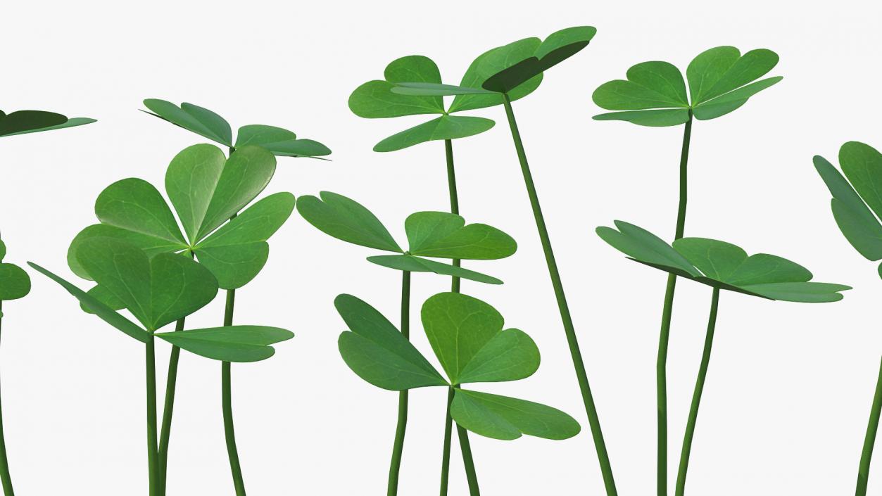 3D Green Clover Field model