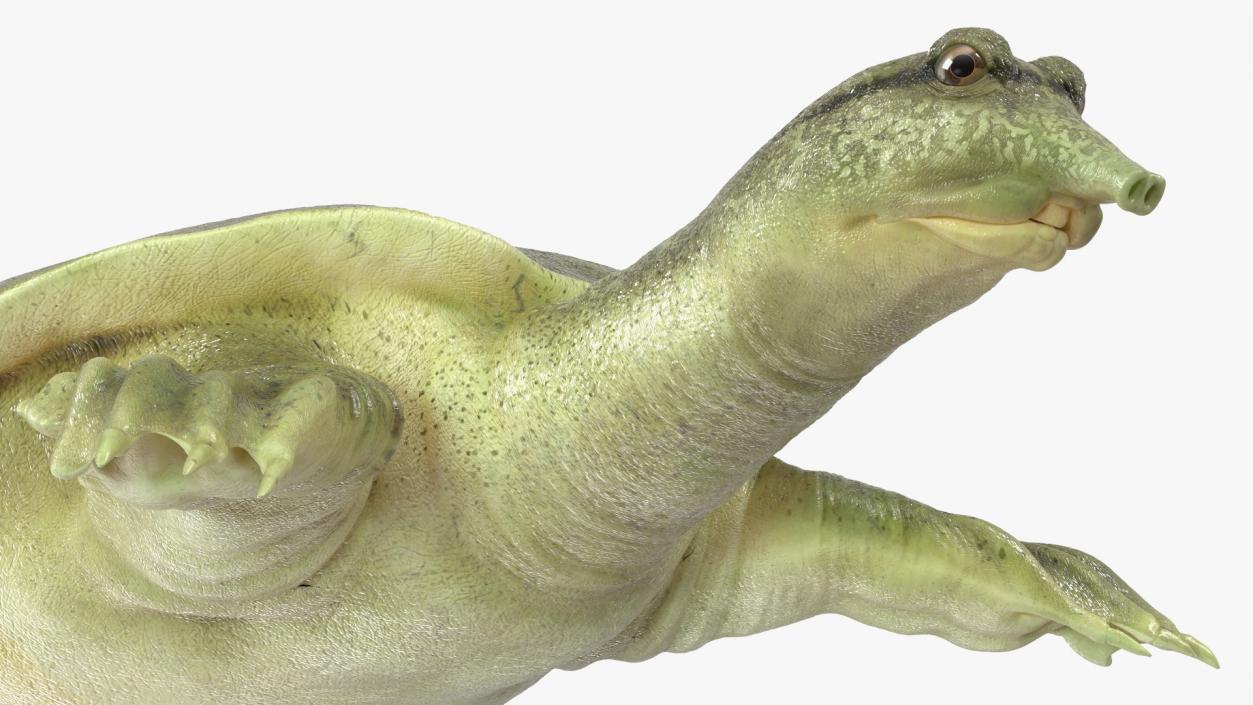 Realistic Chinese Softshell Turtle 3D model