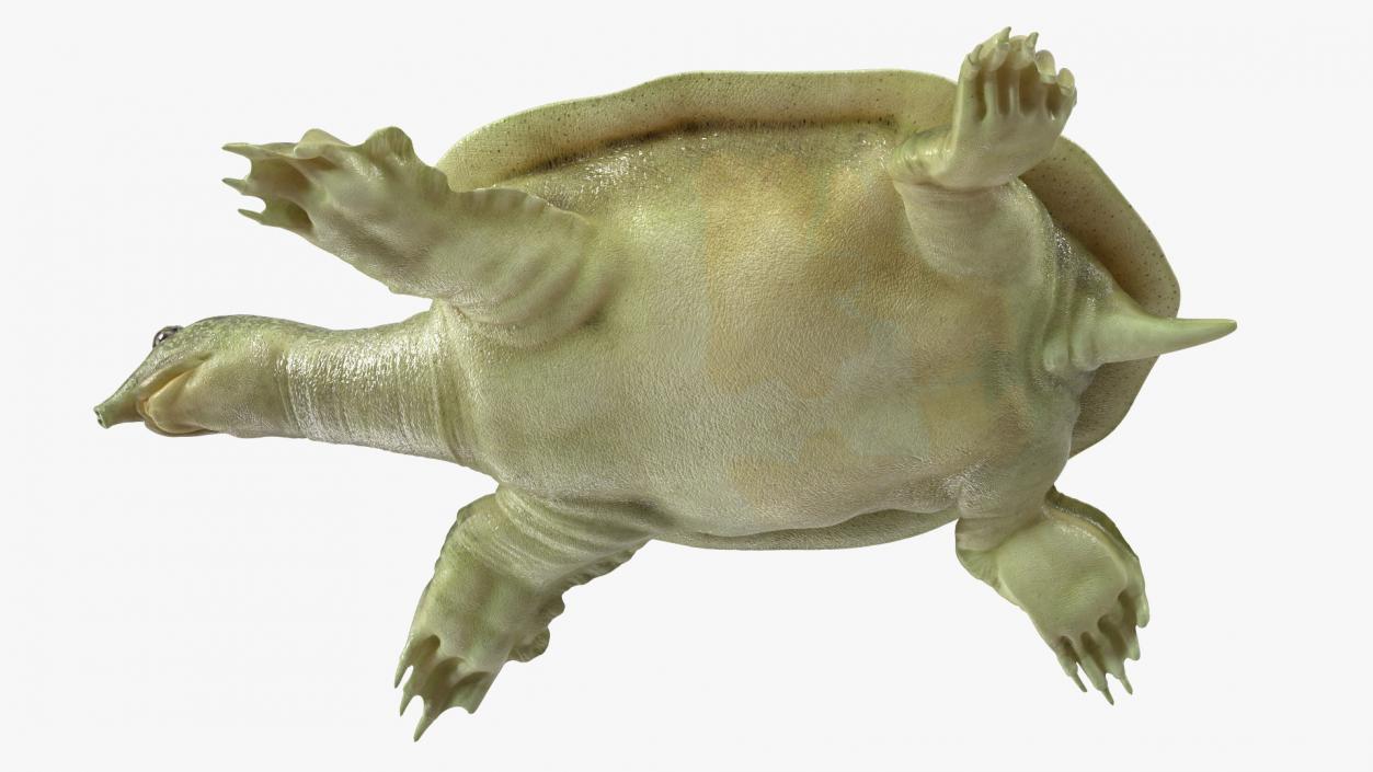 Realistic Chinese Softshell Turtle 3D model