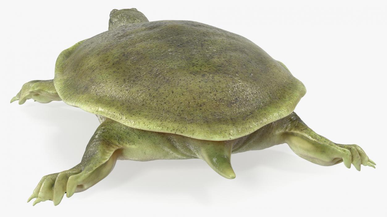 Realistic Chinese Softshell Turtle 3D model