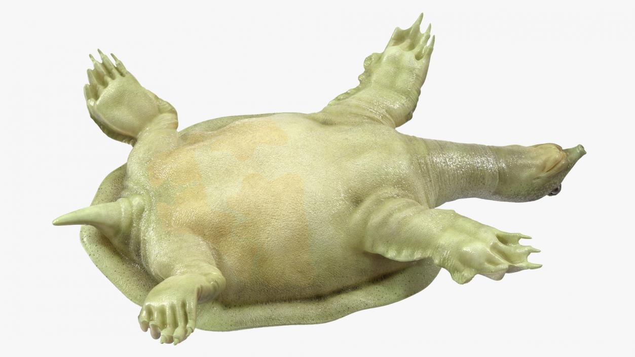 Realistic Chinese Softshell Turtle 3D model