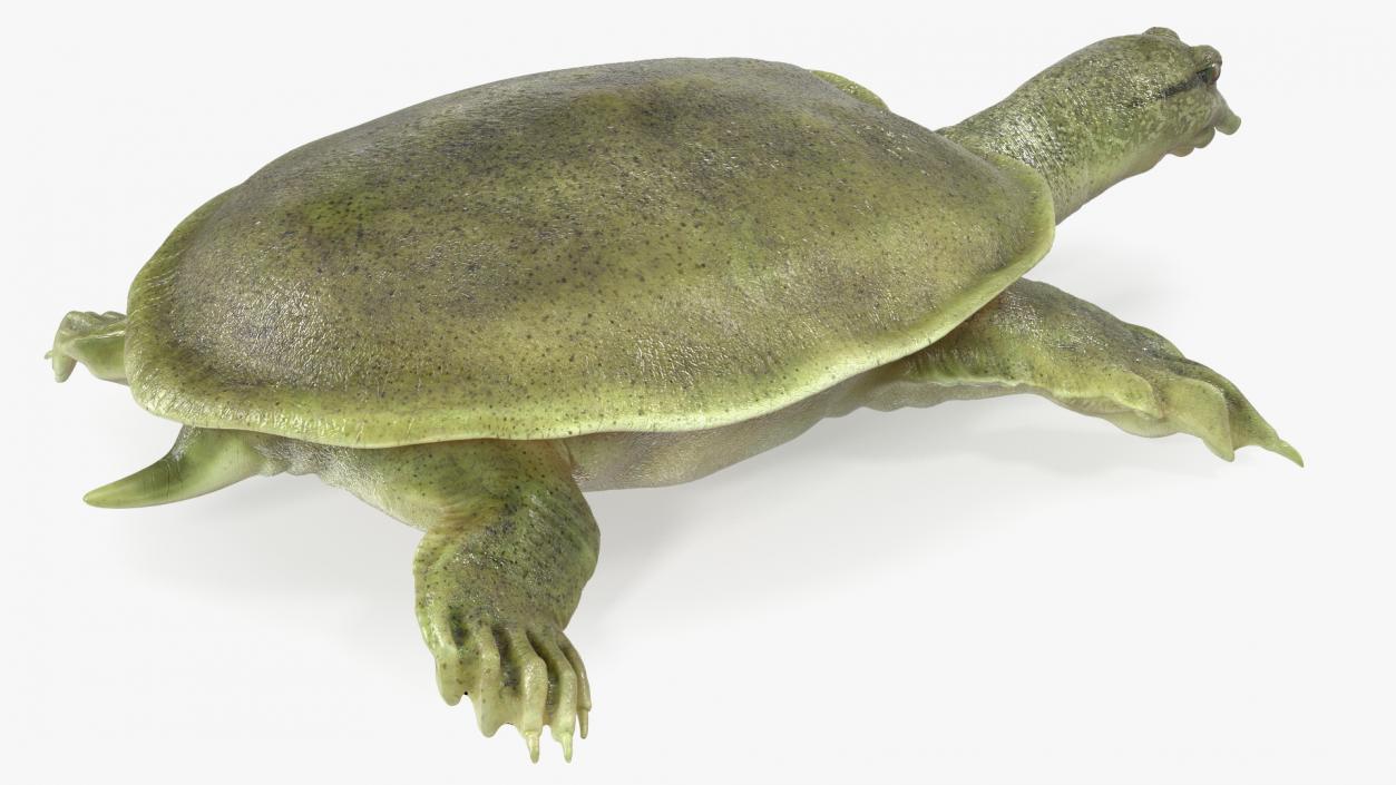 Realistic Chinese Softshell Turtle 3D model