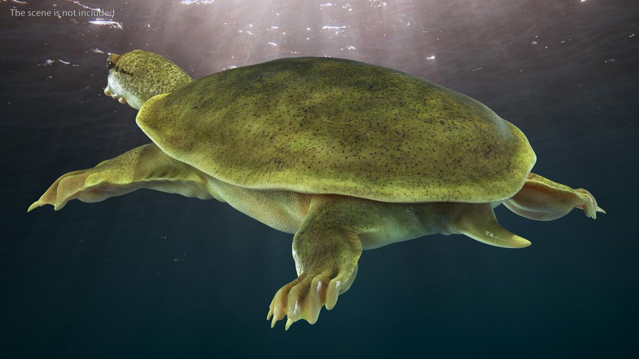 Realistic Chinese Softshell Turtle 3D model