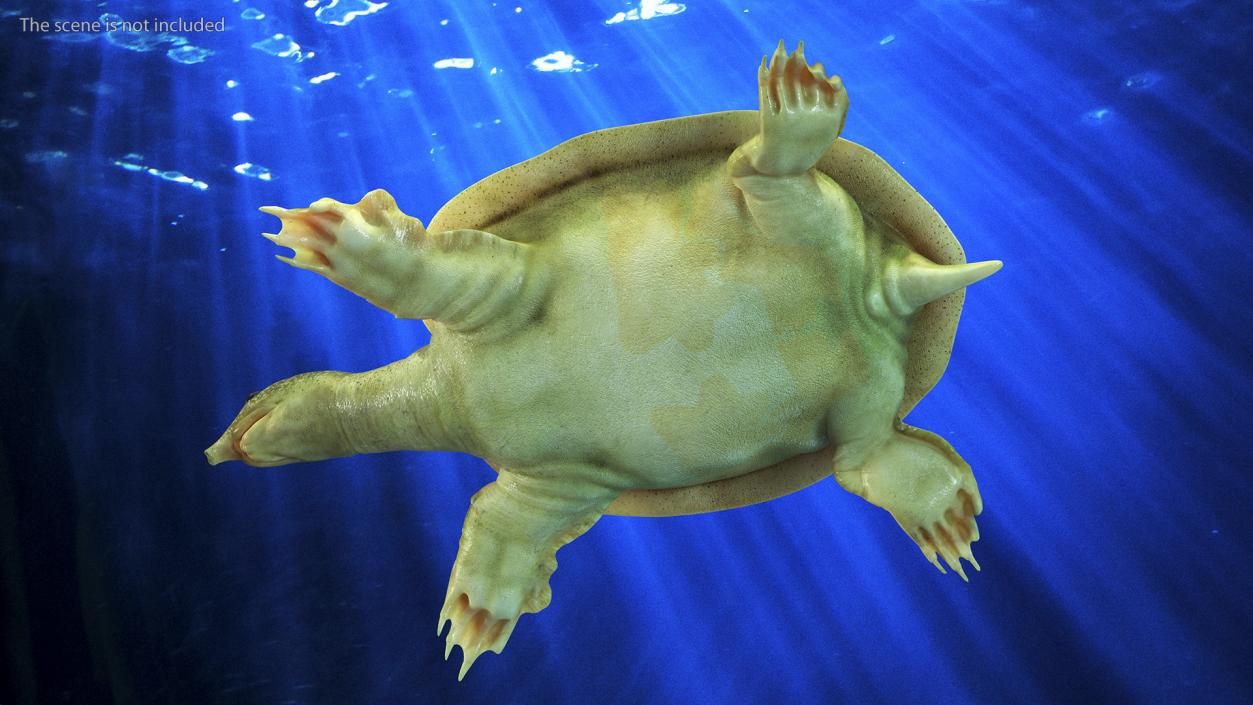 Realistic Chinese Softshell Turtle 3D model