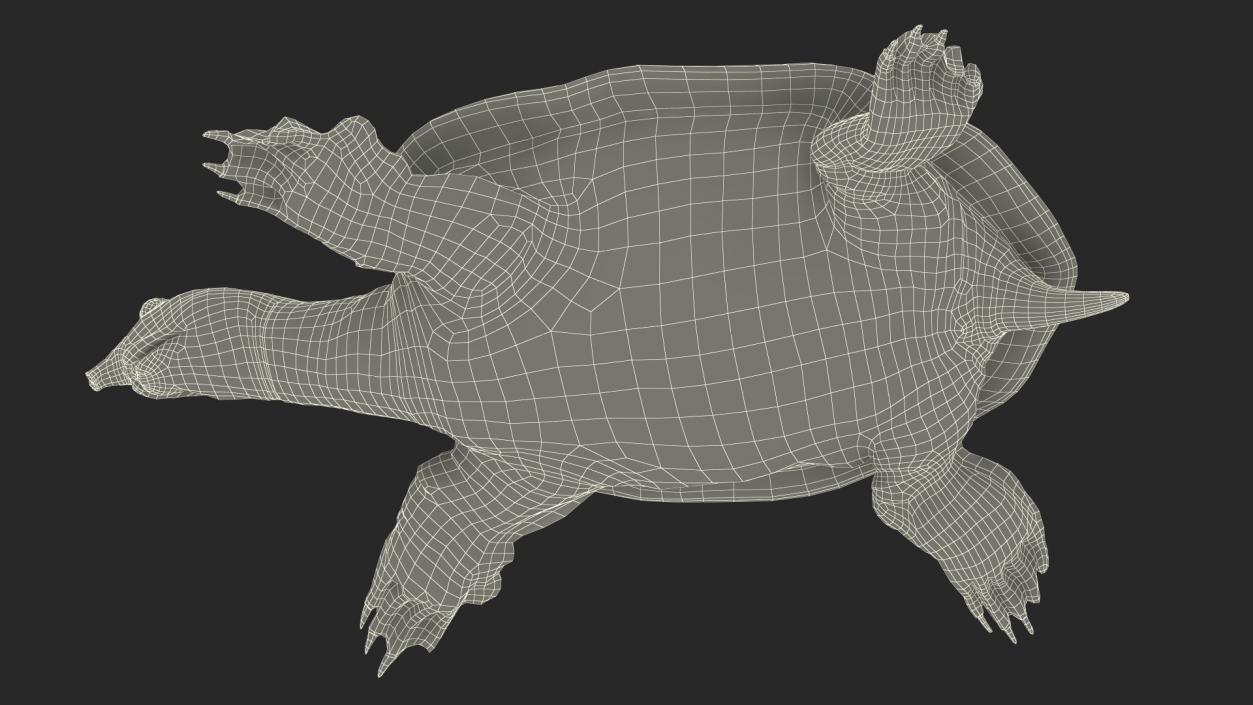 Realistic Chinese Softshell Turtle 3D model