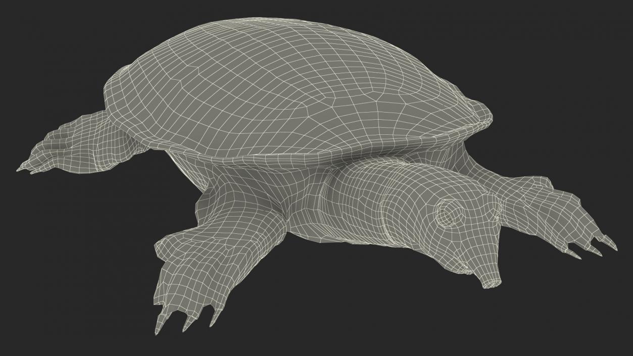 Realistic Chinese Softshell Turtle 3D model