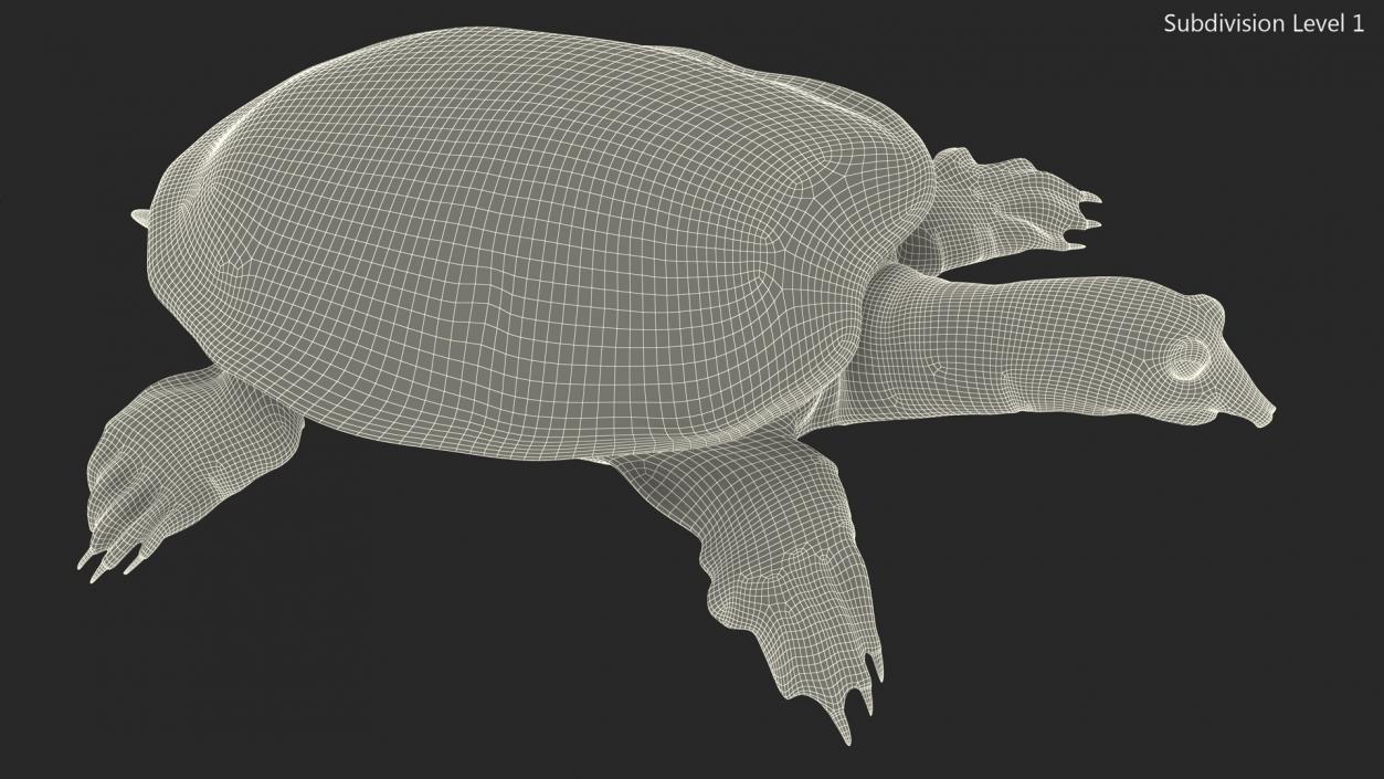 Realistic Chinese Softshell Turtle 3D model