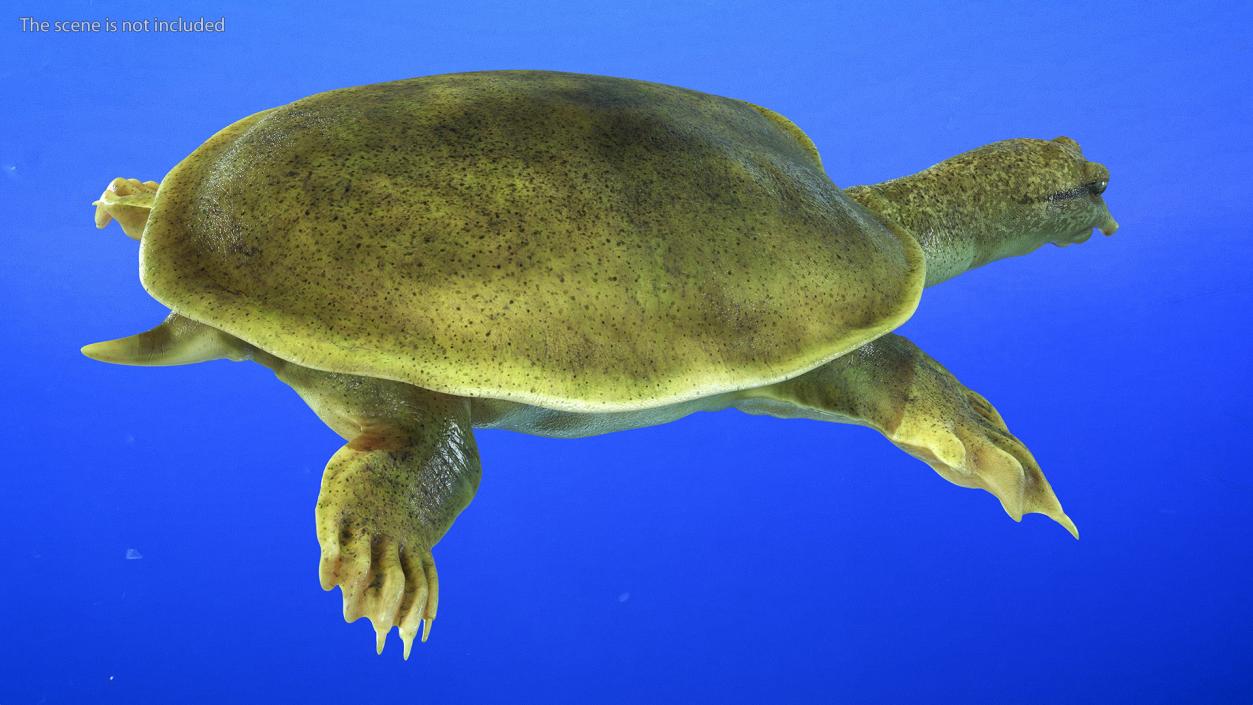 Realistic Chinese Softshell Turtle 3D model