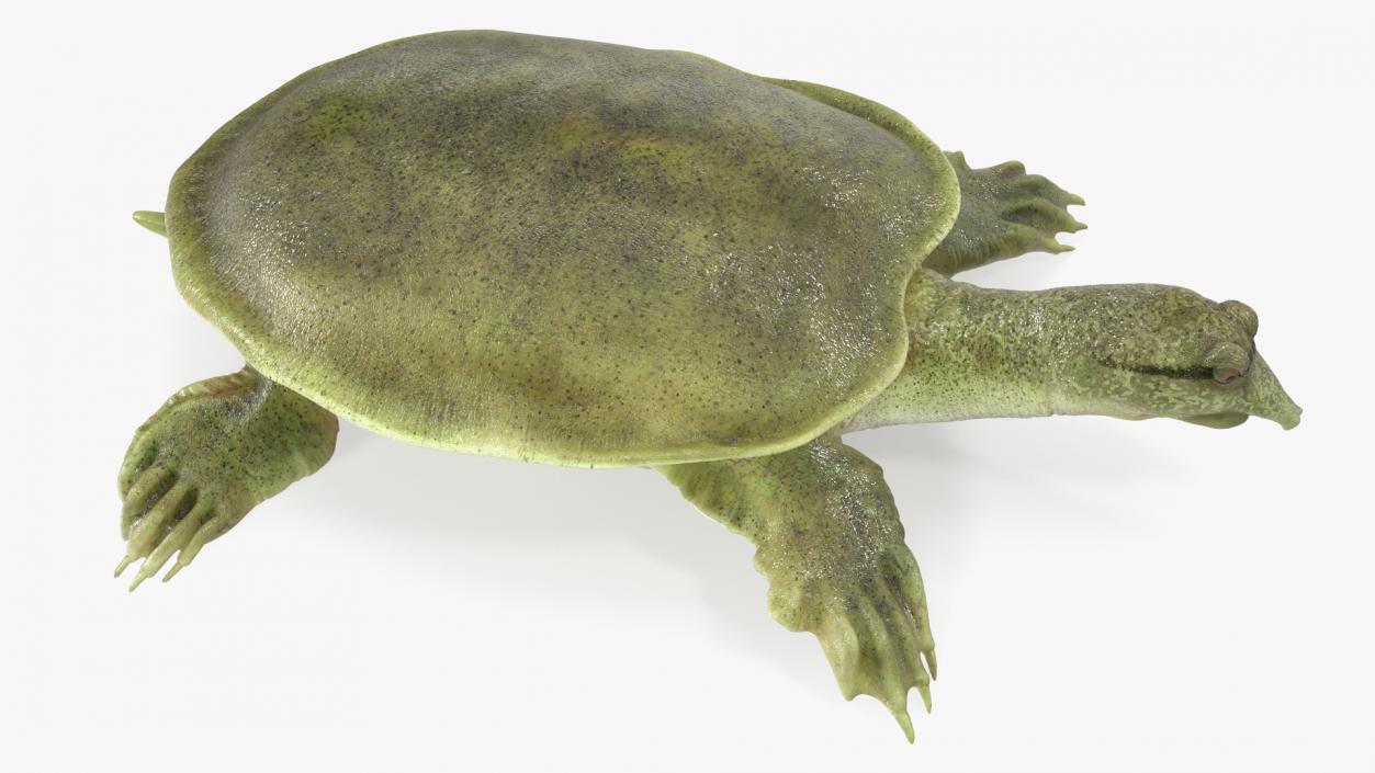 Realistic Chinese Softshell Turtle 3D model