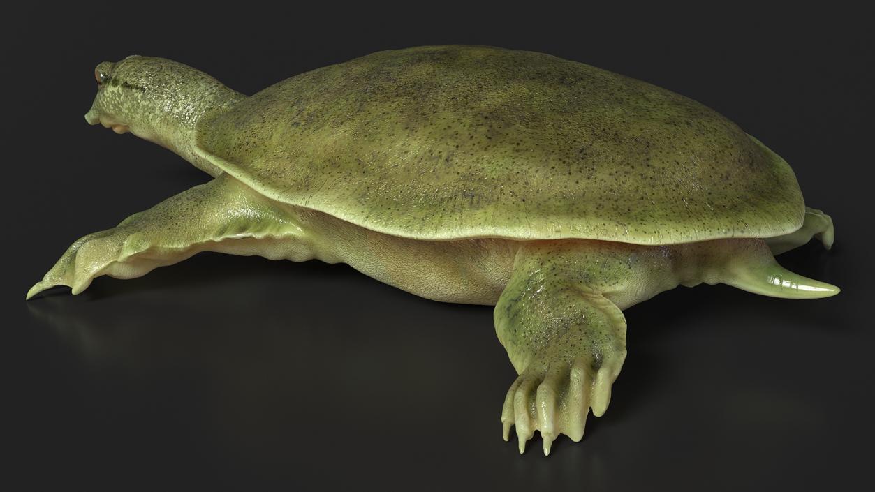 Realistic Chinese Softshell Turtle 3D model