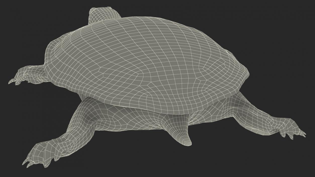 Realistic Chinese Softshell Turtle 3D model