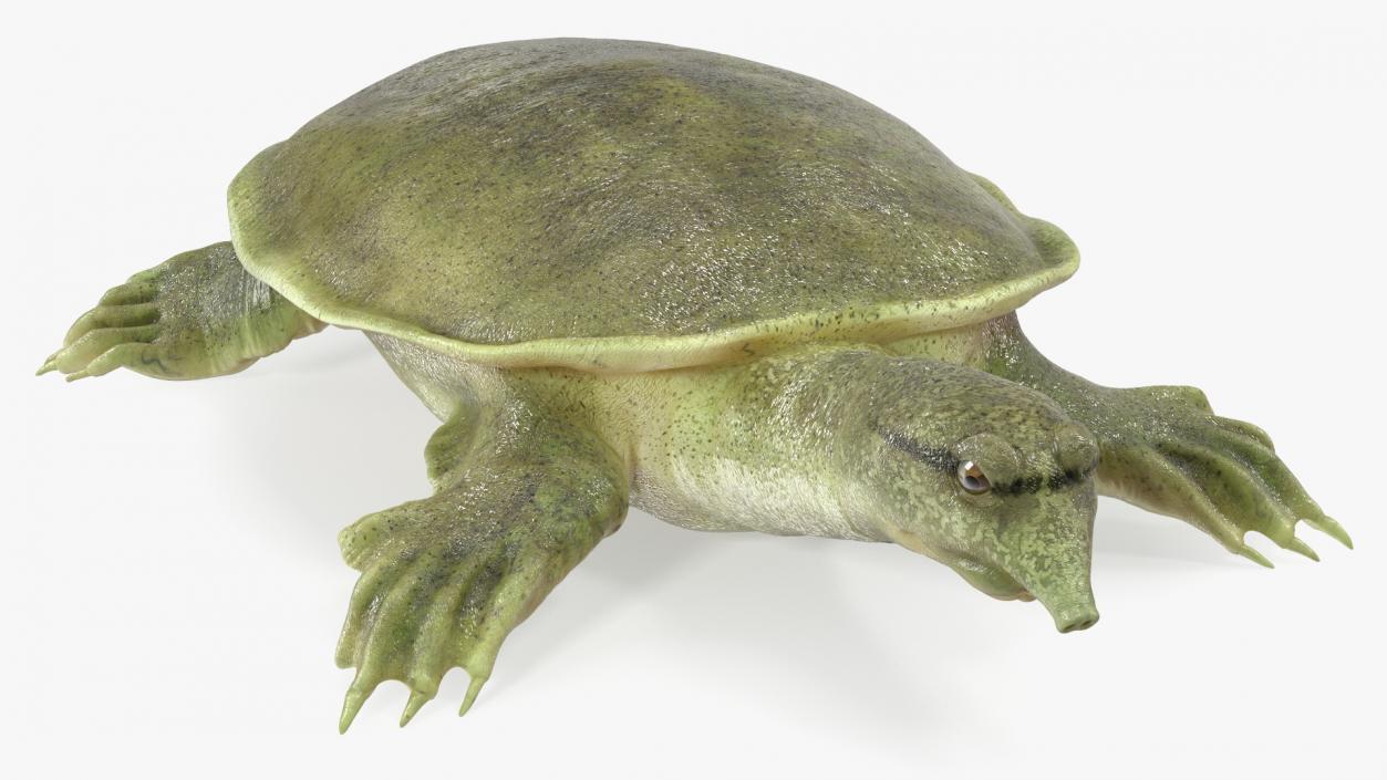 Realistic Chinese Softshell Turtle 3D model