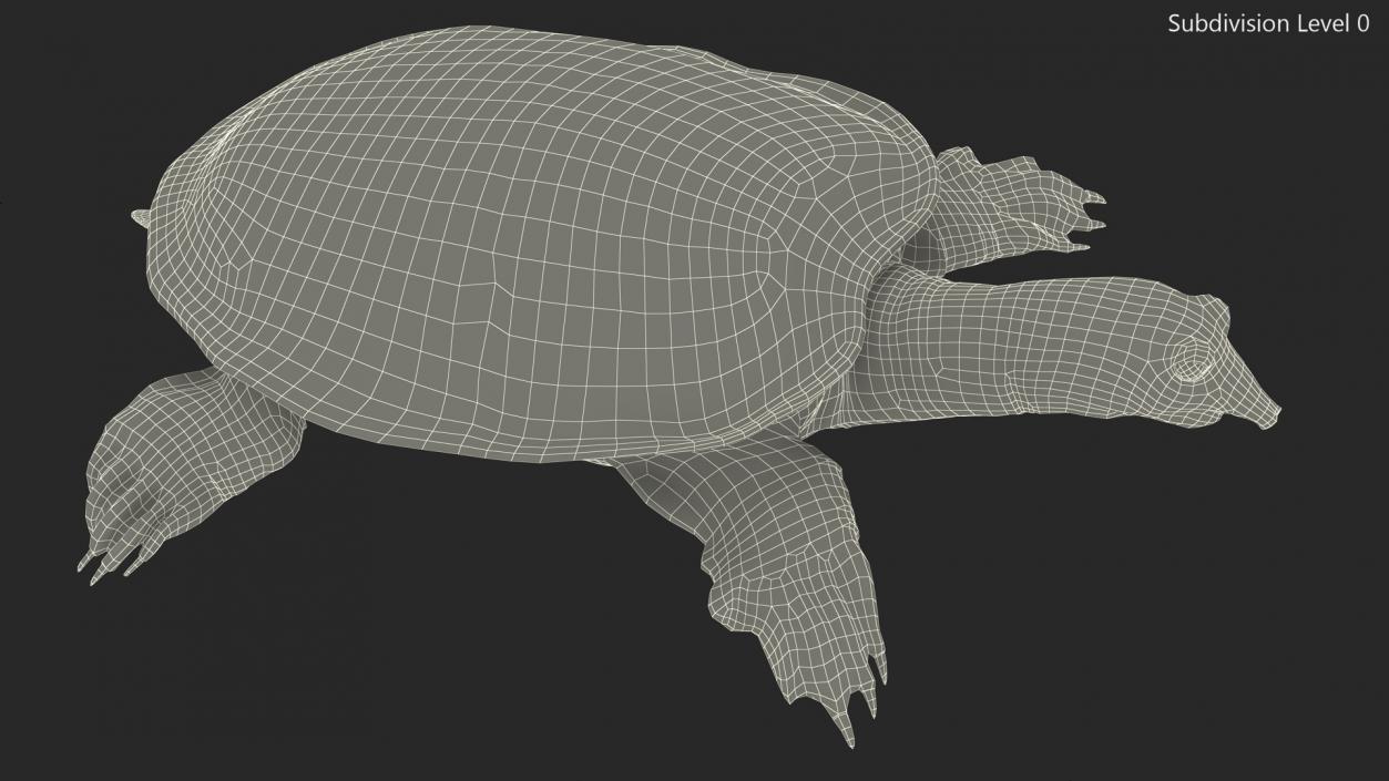 Realistic Chinese Softshell Turtle 3D model