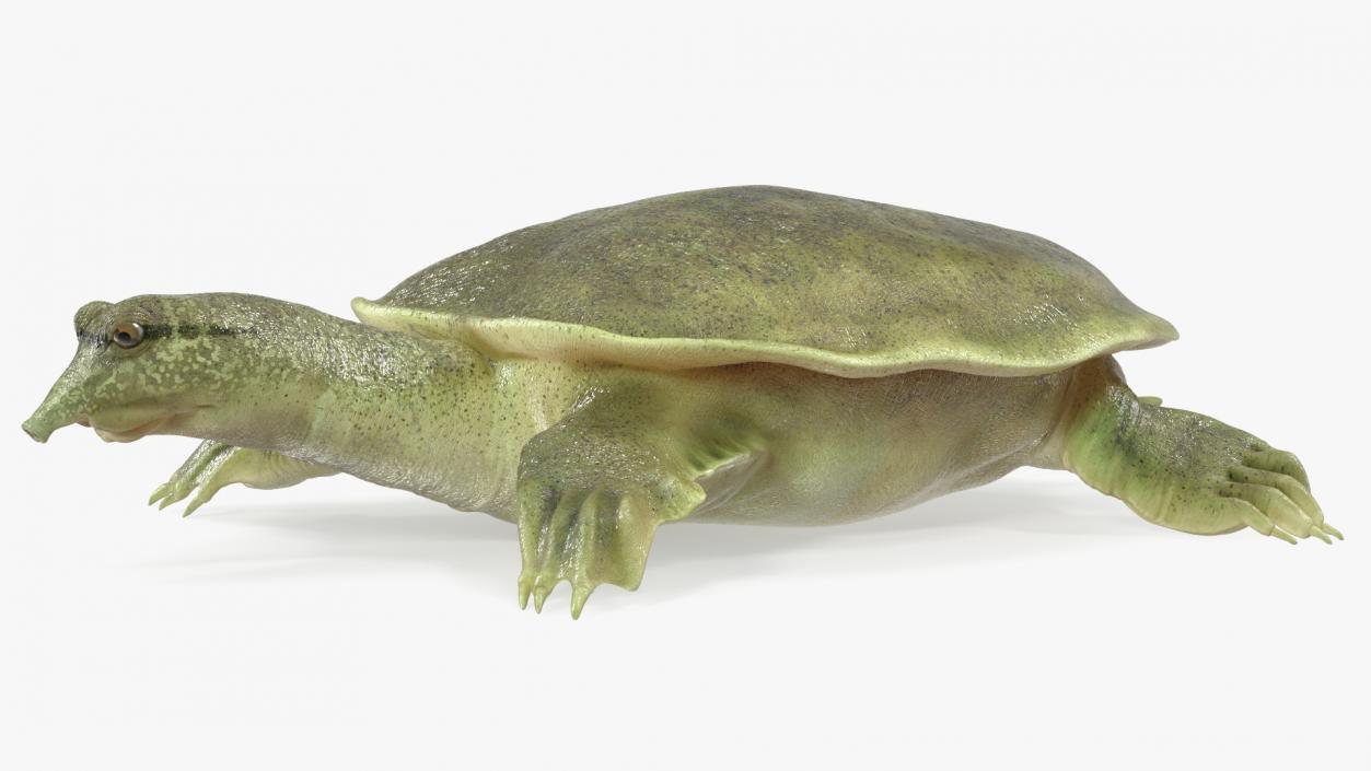 Realistic Chinese Softshell Turtle 3D model