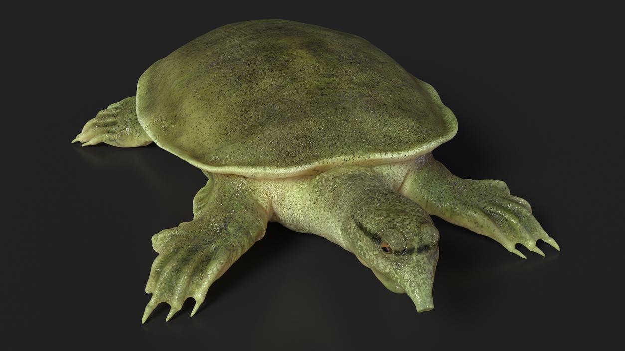 Realistic Chinese Softshell Turtle 3D model