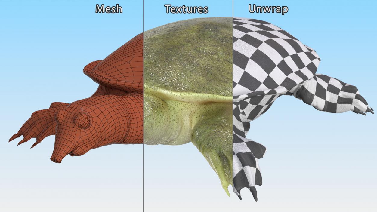 Realistic Chinese Softshell Turtle 3D model