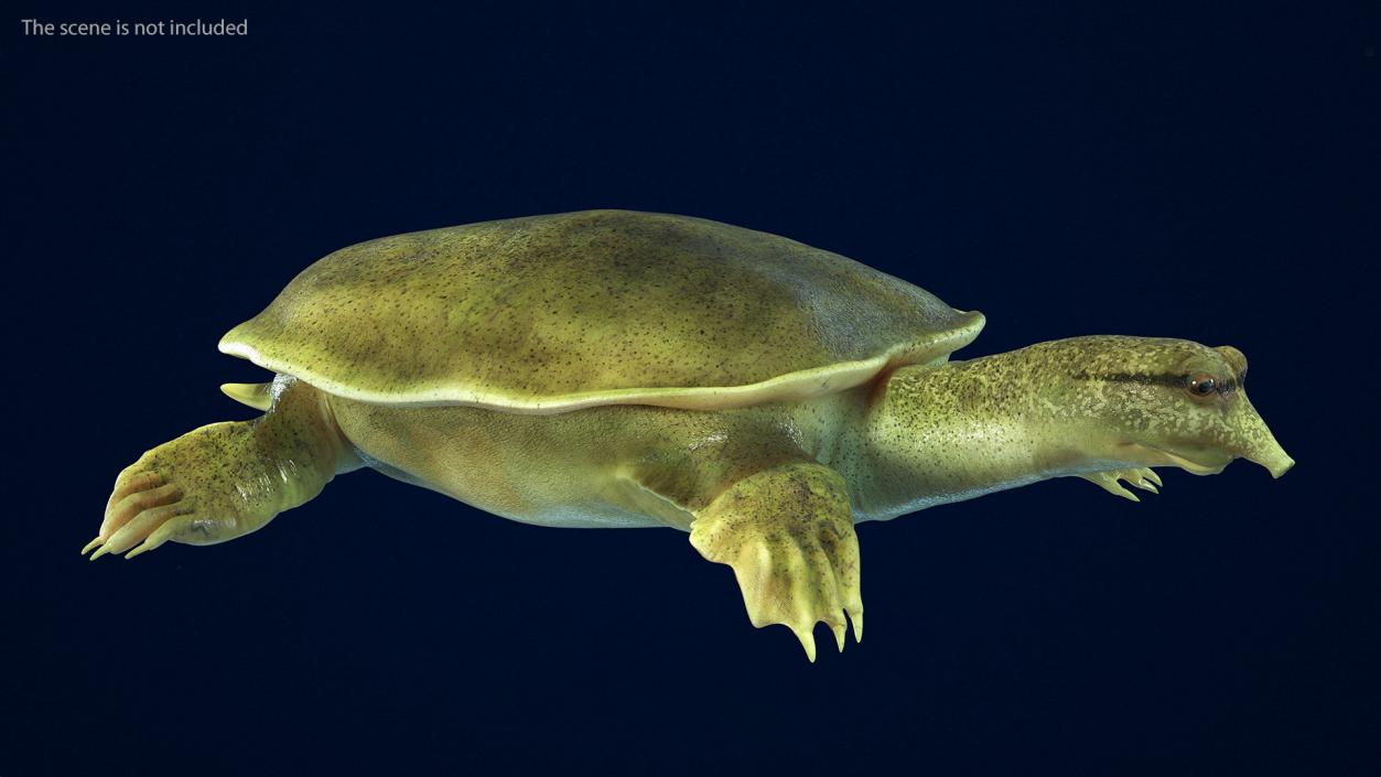 Realistic Chinese Softshell Turtle 3D model