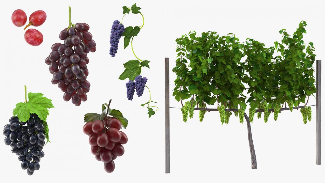 Grapes Collection 3 3D model