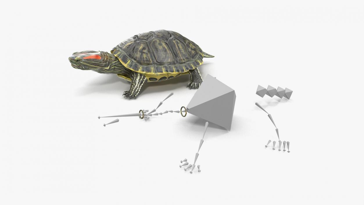 Rigged Turtles Collection 4 3D