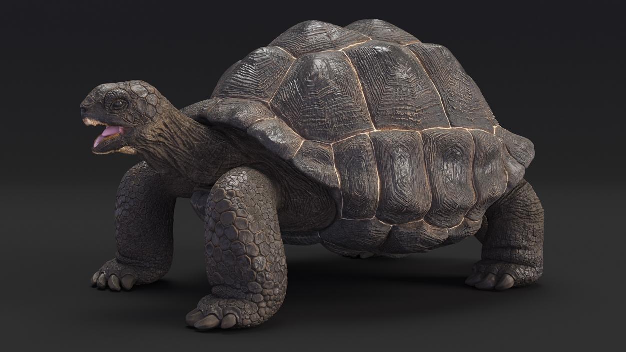 Rigged Turtles Collection 4 3D