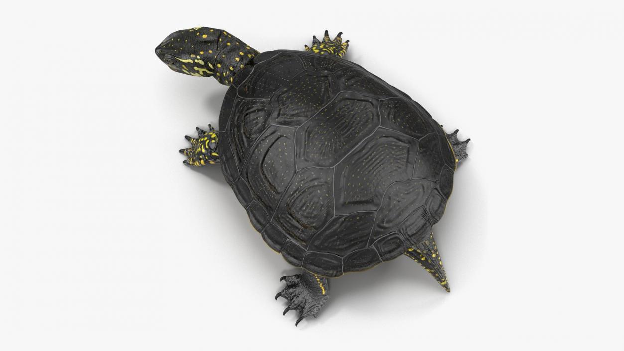 Rigged Turtles Collection 4 3D