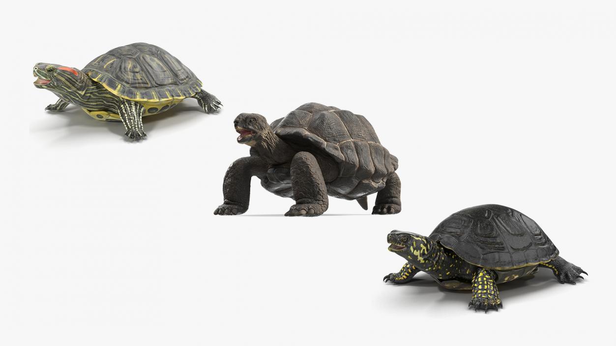 Rigged Turtles Collection 4 3D