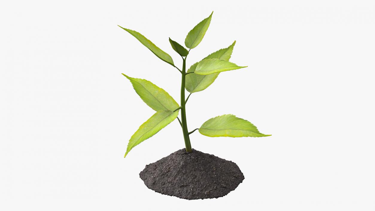 Young Plant Growing from Soil 3D model