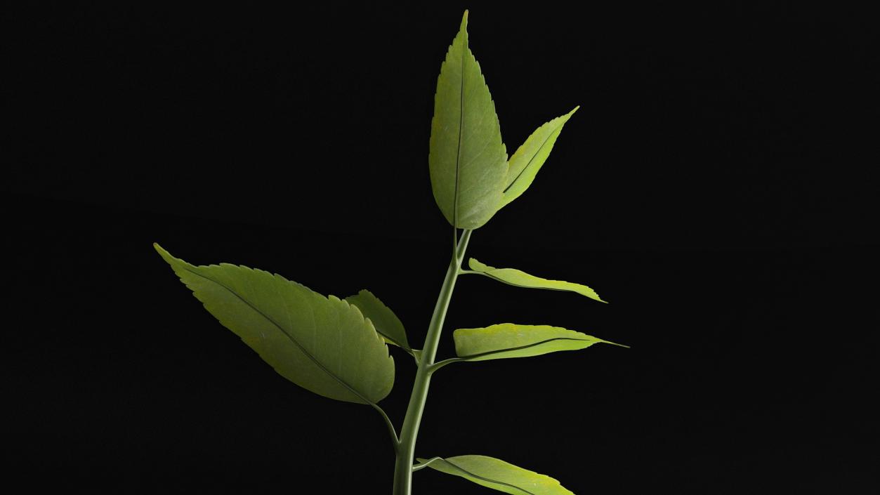 Young Plant Growing from Soil 3D model