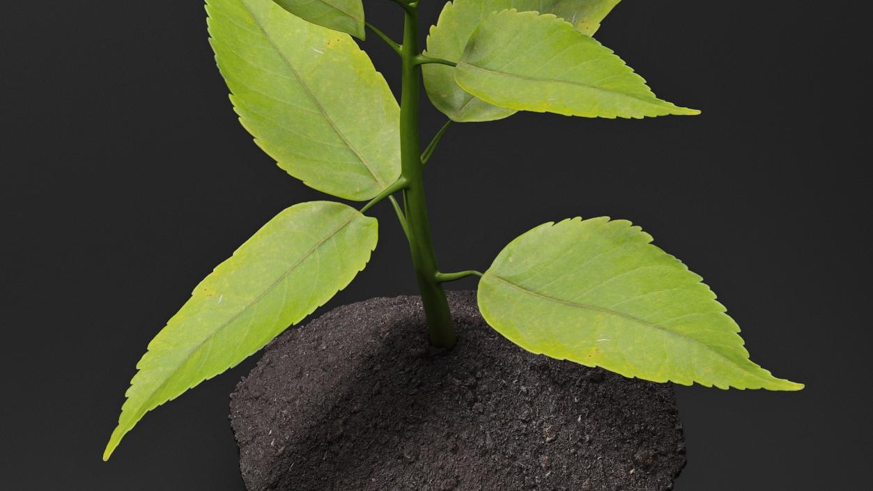 Young Plant Growing from Soil 3D model