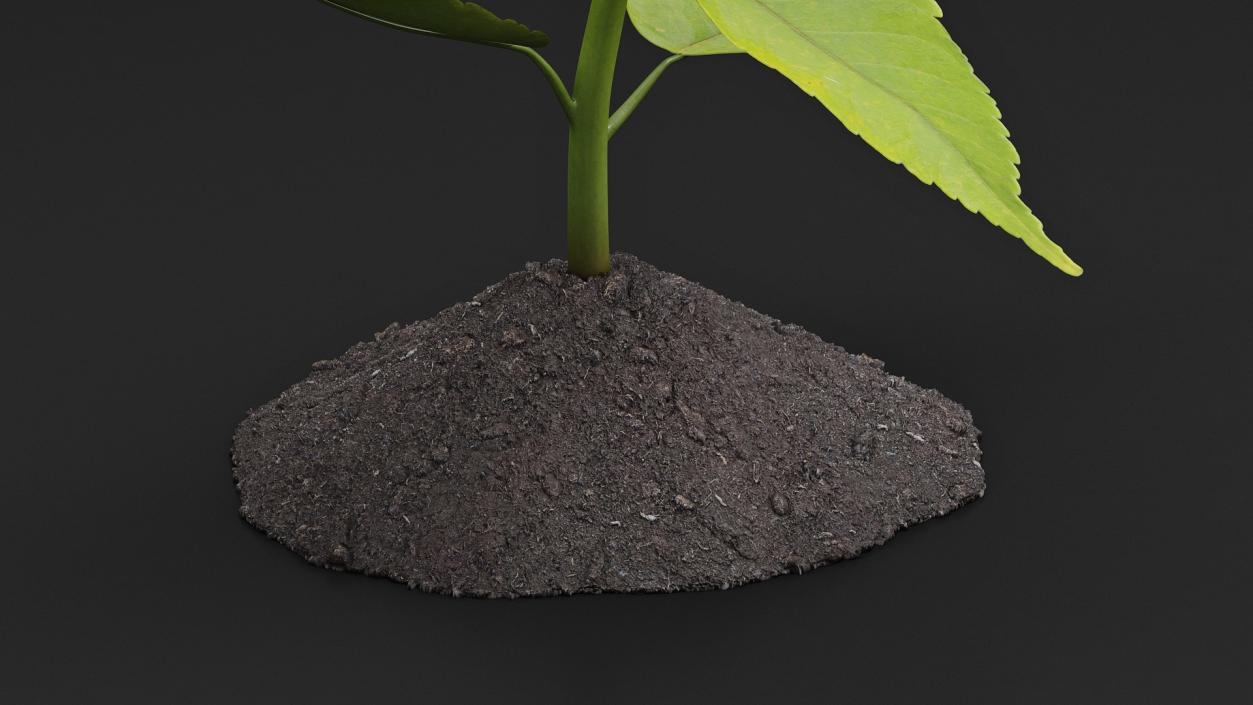 Young Plant Growing from Soil 3D model