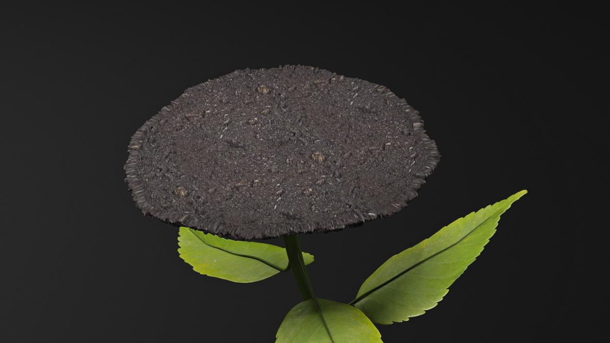 Young Plant Growing from Soil 3D model