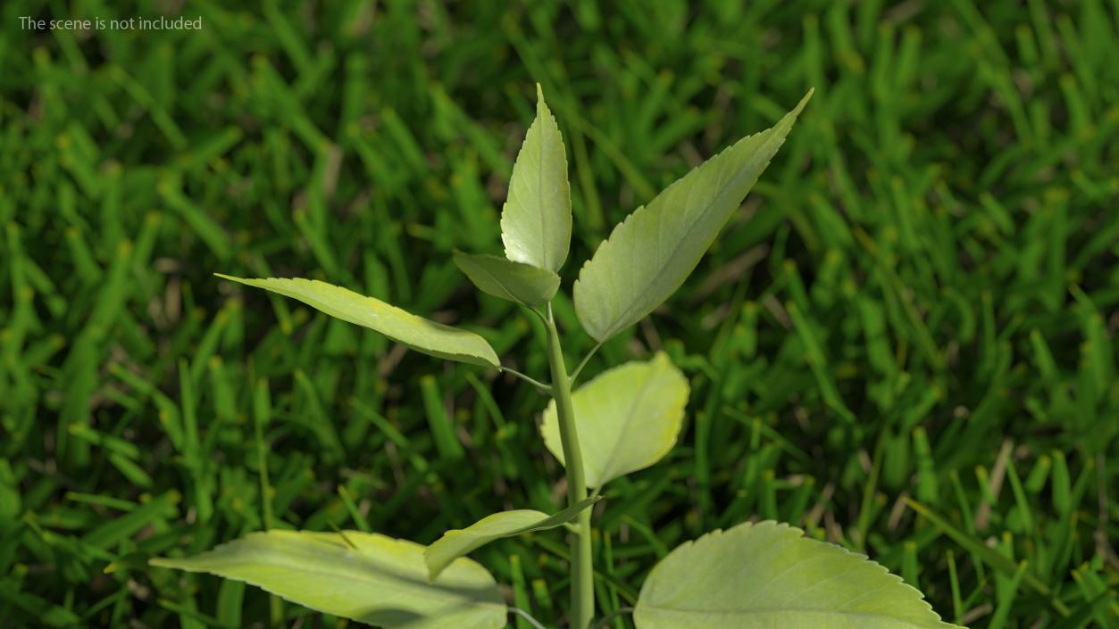 Young Plant Growing from Soil 3D model