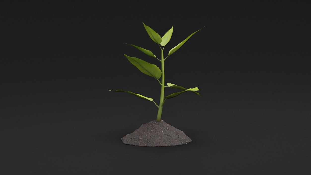 Young Plant Growing from Soil 3D model