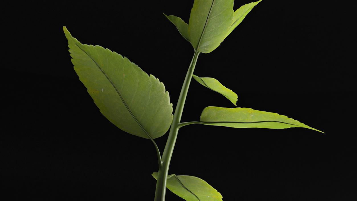 Young Plant Growing from Soil 3D model