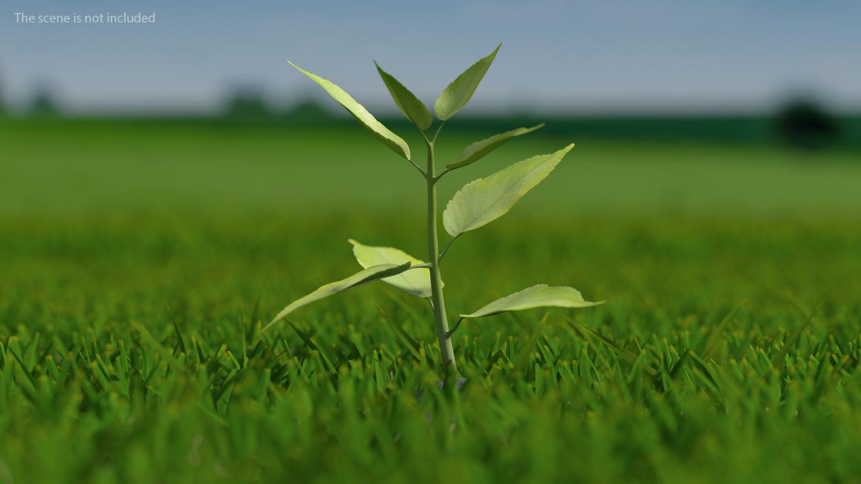 Young Plant Growing from Soil 3D model