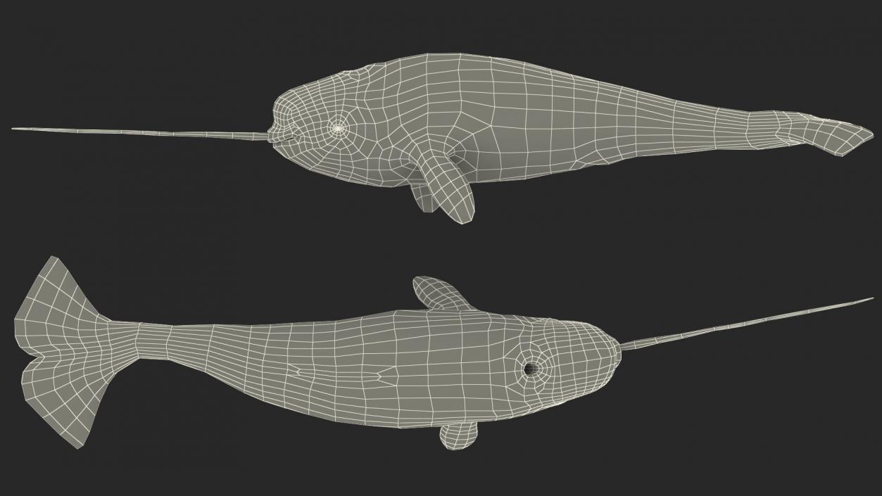 3D Narwhal Swimming Pose