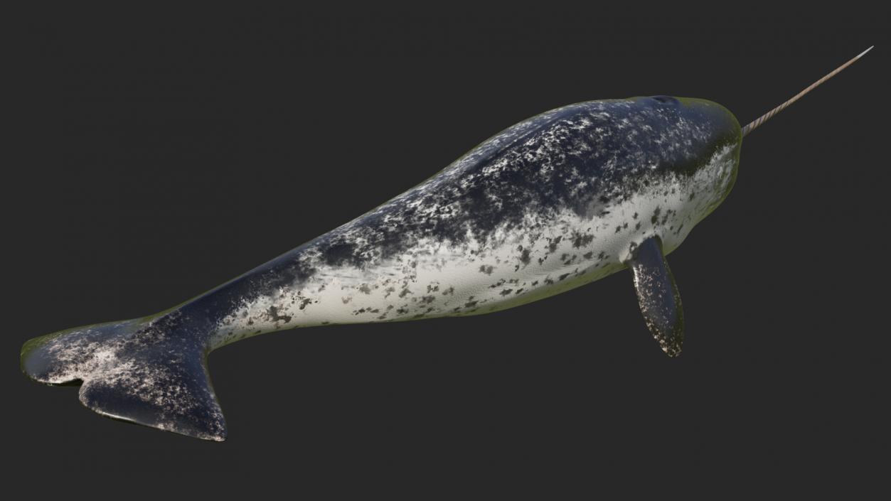 3D Narwhal Swimming Pose