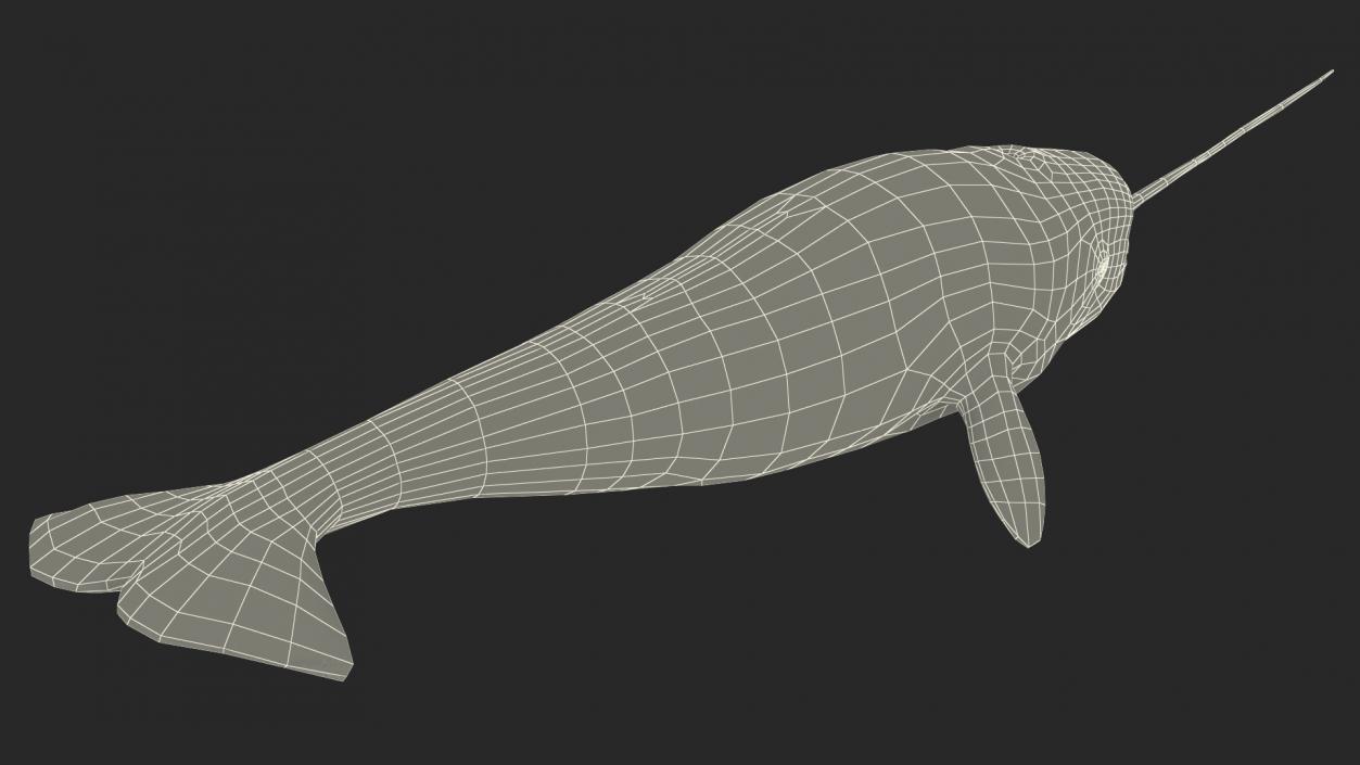 3D Narwhal Swimming Pose