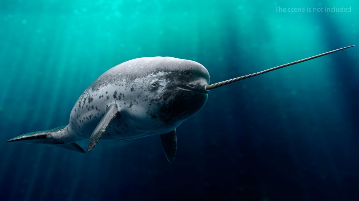 3D Narwhal Swimming Pose