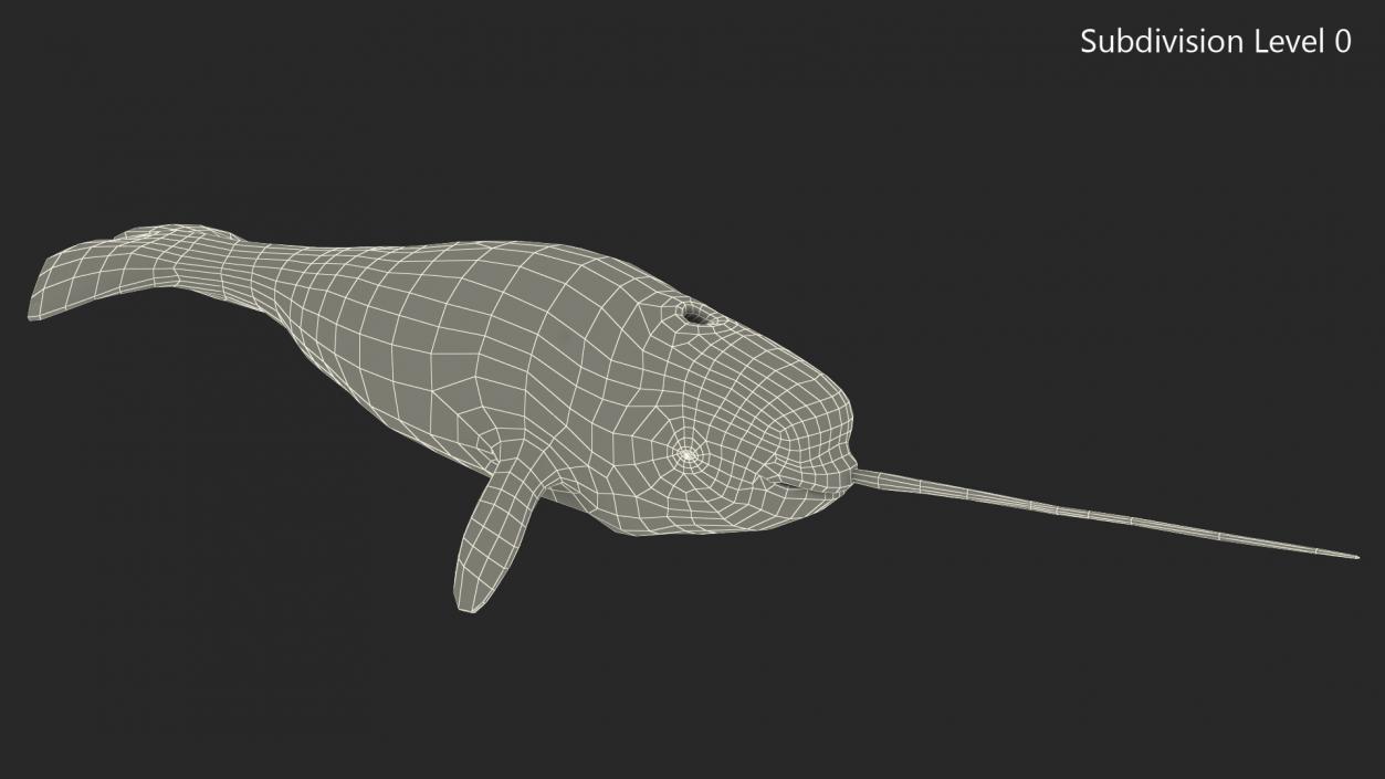 3D Narwhal Swimming Pose