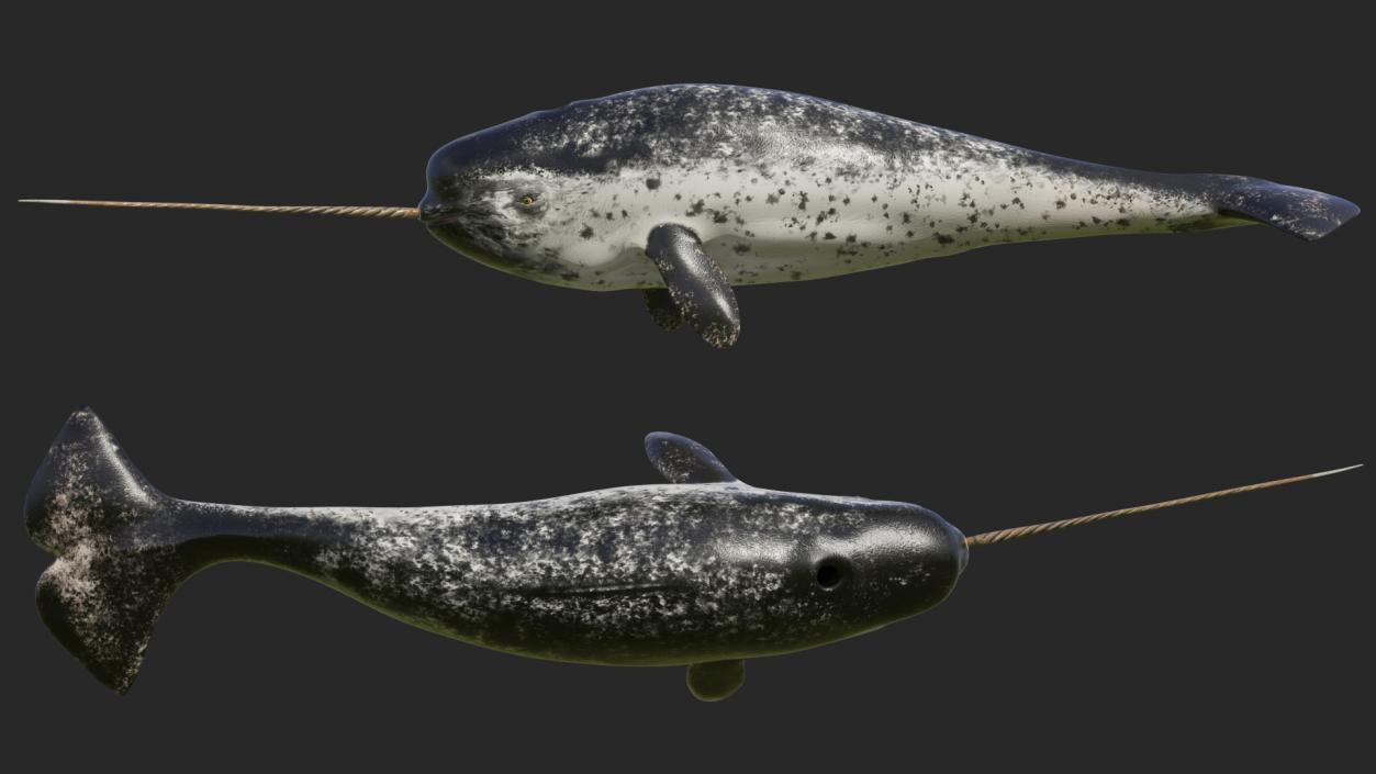 3D Narwhal Swimming Pose