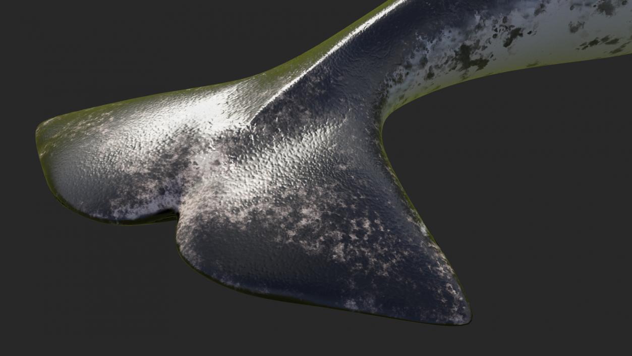 3D Narwhal Swimming Pose