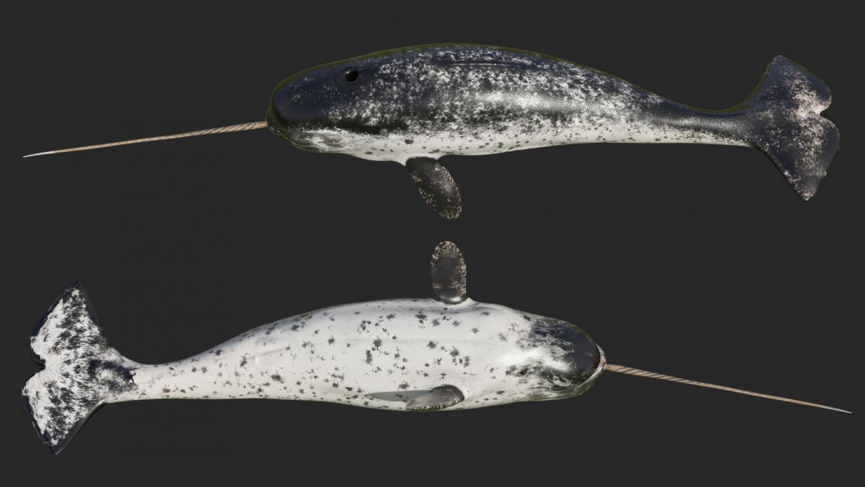 3D Narwhal Swimming Pose